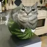 Cat on watermelon but it's a totem