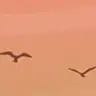 Serene Sky Overlay