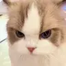 方正喵呜字体包