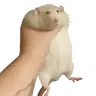 Rat Totem