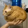 Ballcat Totem