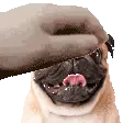 Pet The Totem (Animated Pug)