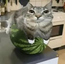 Watermelon Zazu Totem