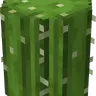 Round Cactus
