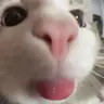 Kitty Cat Totem