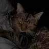 yeekz Vanilla PVP Pack