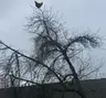 Screaming Chickens