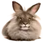 Cheremsha RP