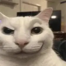 cat eyebrow raise totem