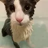 Account1's Soggy Cat over Totem of Undying