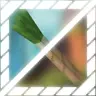 Is this a leek?