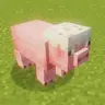 cake pig