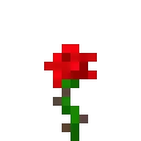 Roses Instead of Poppies