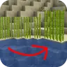 Sugarcane: Fresh Flowers and Plants