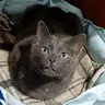 MNSS's Cat Sounds