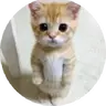 El Gato Ender Pearl