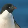PenguinJpeg