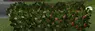 Better Forager's Leaves