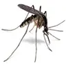 Mosquito Elytra