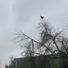 screaming chicken on the tree (loud)