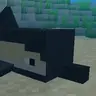 Common Dolphin
