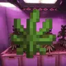 Fern To Hemp