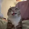 Cute Cat