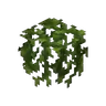 Hanging Vines
