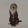 Rigby The Cat - Animated Totem