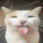Silly cat panorama