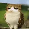 Meowl Totem of Undying