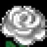 WhiteRose 16x