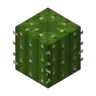 Dungeons Cactus