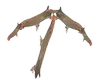 Birb's tools