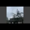 Chicken Tree Sound Replacer