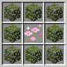 Convertible Azalea Leaves