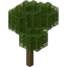 Old Growth Forest