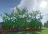 Farmer's Plight