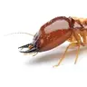 Termite Origin