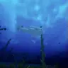 Dolphin No Drown