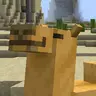 More Camels