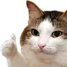 xpose custom ip