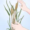 Right click harvester