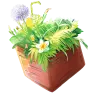 Allium