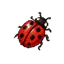 Coccinelle