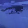 Animal Garden - Narwhal