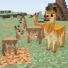 Animal Garden - Vicuna