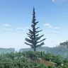 Giant Pine Tree