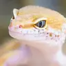 GeckoLib Armor Compat
