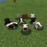 Guinea Pig Variety